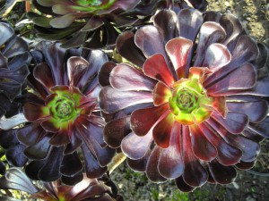 aeonium-arboreum----zwartkopf---.jpg