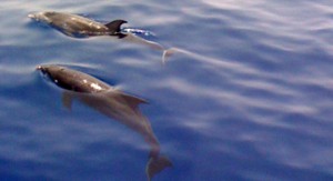 grancanaria_delfines05_09.jpg